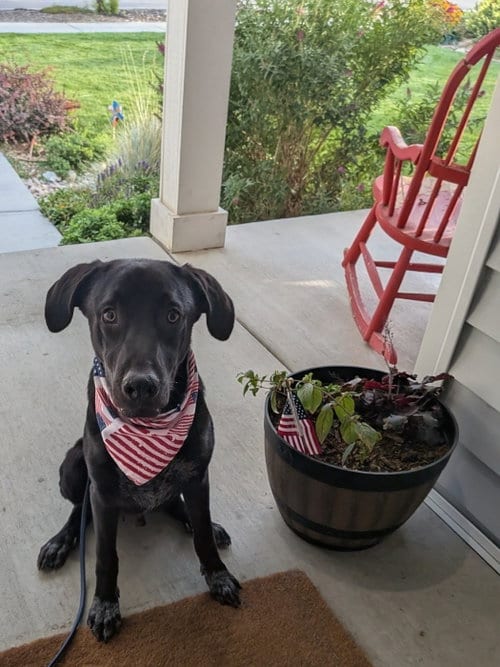 Photo of All American Kai, adoptable Labrador Retriever in Sandy, Utah