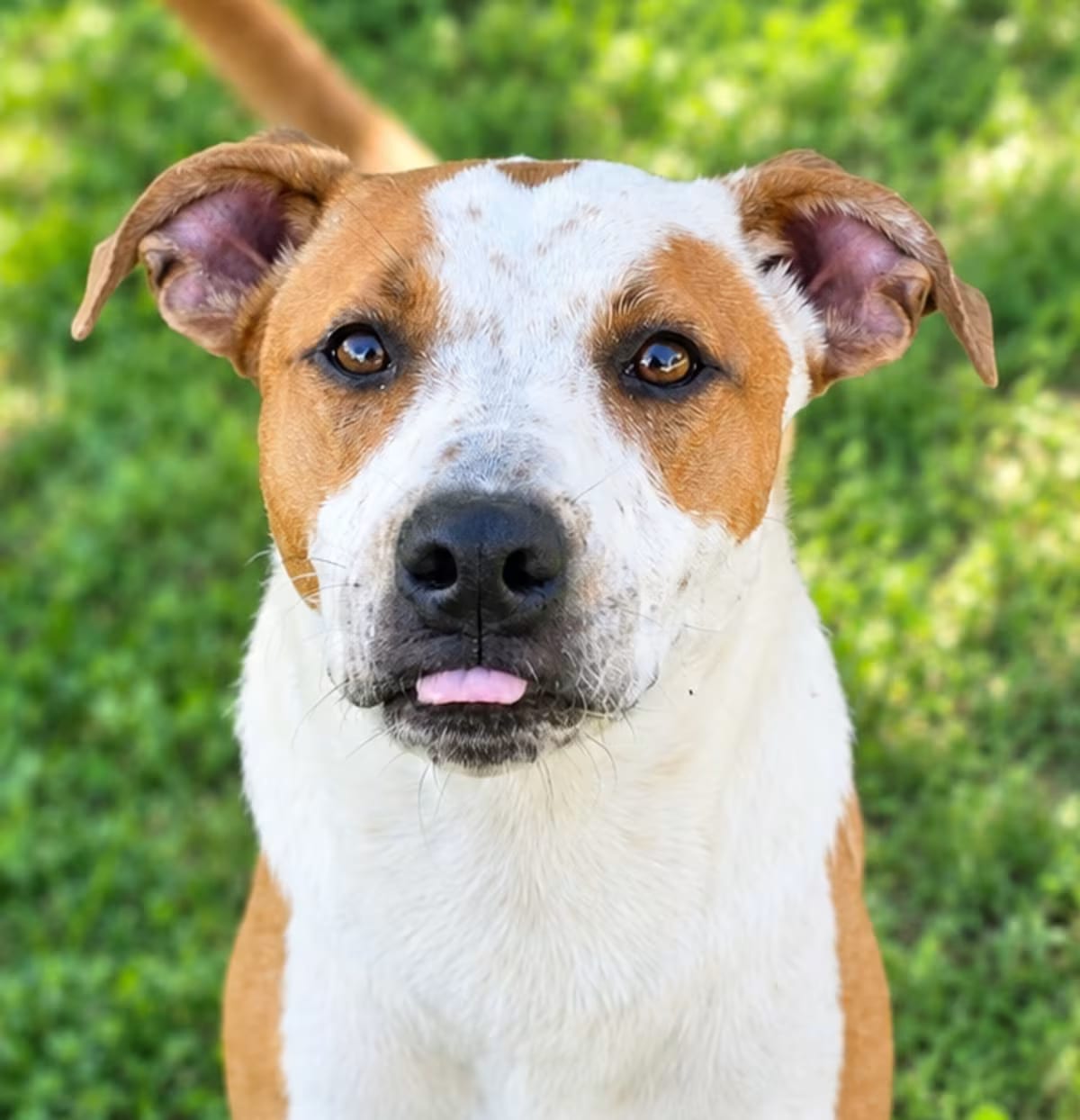 Photo of Igor JuM, adoptable American Pit Bull Terrier Mixed Breed (Medium) in Rosemont, Illinois