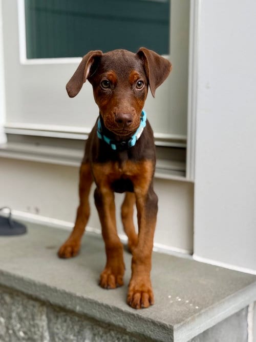 Photo of Sprout (Briar's Litter), adoptable Doberman Pinscher in Brewster, New York