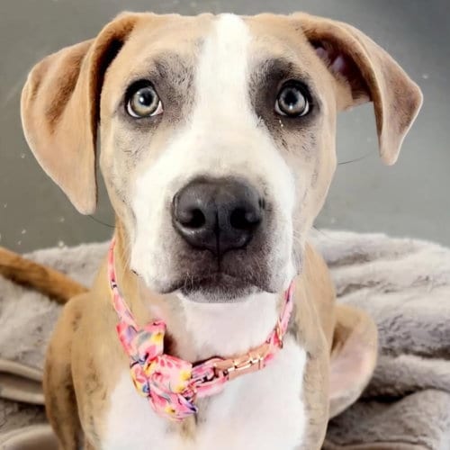 Photo of Pan Dulce, adoptable Unknown breed (short coat) in Normal, Illinois