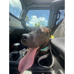 Photo of Chris, adoptable Terrier (Unknown Type, Medium) in Doral, Florida