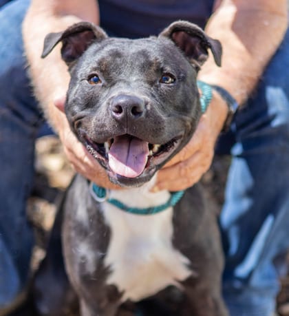 Photo of Arty, adoptable dog in Chamblee, Georgia