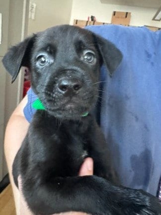 Photo of Licorice, adoptable Labrador Retriever in Van Nuys, California