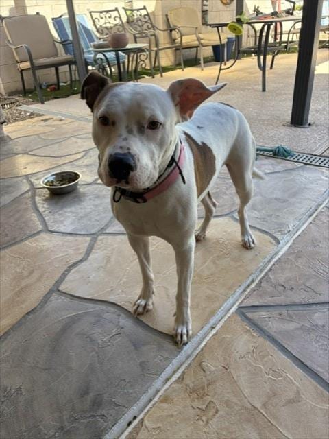 Photo of Amy, adoptable American Pit Bull Terrier in Phoenix, Arizona