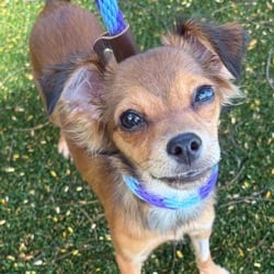 Photo of Foxy 2538, adoptable Papillon Mixed Breed (Medium) in Loxahatchee, Florida