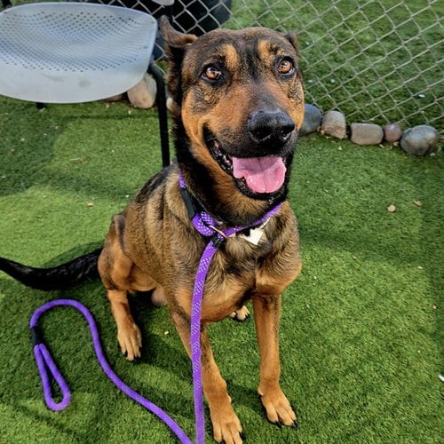 Photo of Judge, adoptable German Shepherd Dog in Phoenix, Arizona
