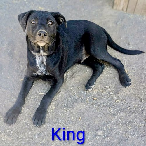 Photo of King, adoptable Labrador Retriever in Yreka, California