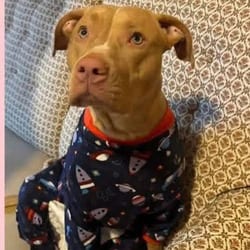 Photo of Priya, adoptable Terrier (Unknown Type, Medium) in Syracuse, New York