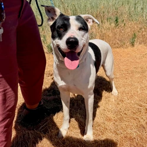 Photo of Honcho, adoptable Pit Bull Terrier in Yreka, California