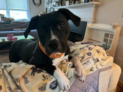 Photo of Shelley, adoptable dog in Chamblee, Georgia