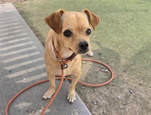 Photo of Sharpie, adoptable Chihuahua in Phoenix, Arizona