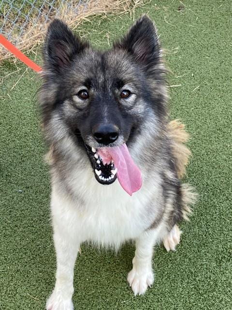 Photo of Milani, adoptable Husky in Fayetteville, North Carolina