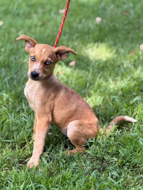 Photo of Cherry, adoptable Hound in Yardley, Pennsylvania
