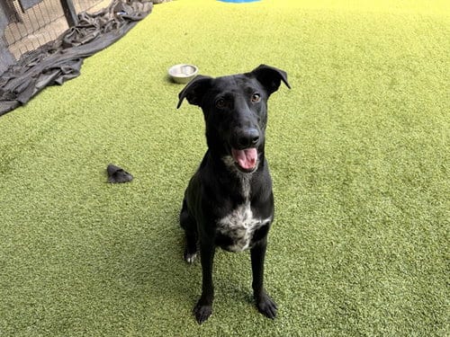 Photo of Elderberry, adoptable Belgian Shepherd Malinois in Garland, Texas