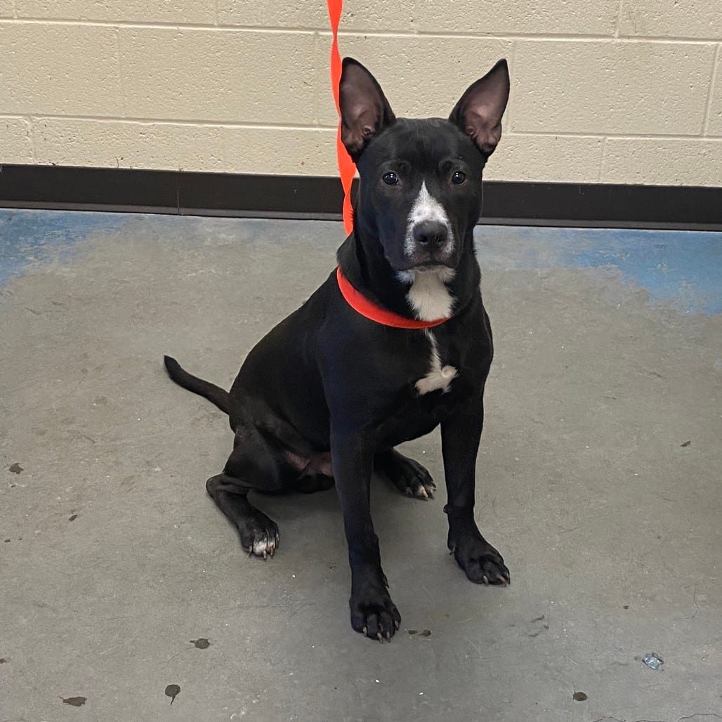 Photo of Toby, adoptable dog