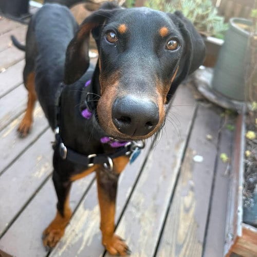 Photo of Muchacho, adoptable Doberman Pinscher in Oakland, California