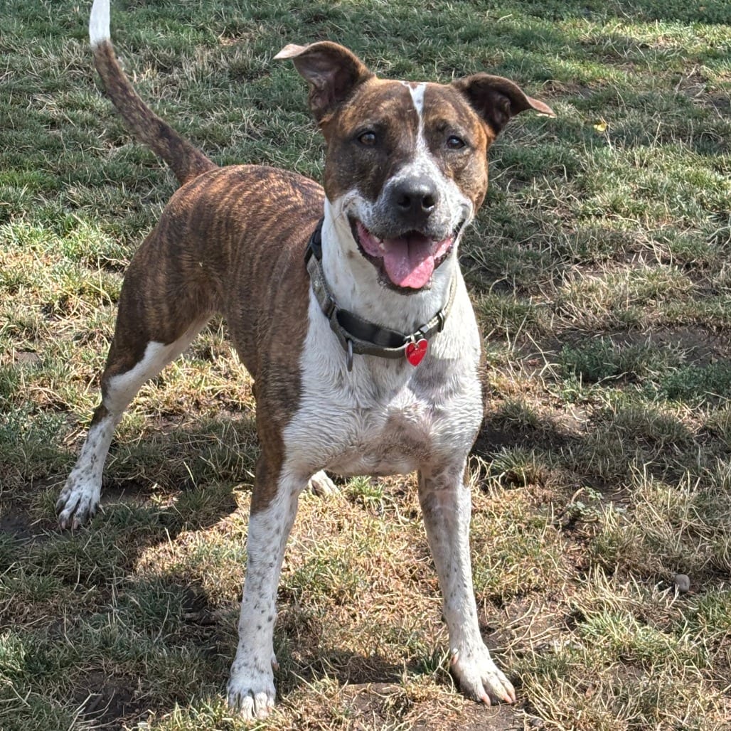 Photo of Harlequin, adoptable Mixed Breed (Medium) in Medford, Oregon