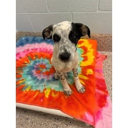 Photo of Parton, adoptable Border Collie in Brighton, Colorado