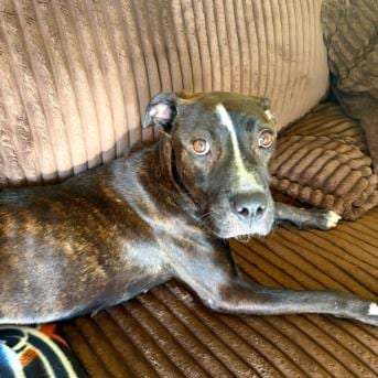 Photo of Persephone, adoptable Pit Bull Terrier in Tulsa, Oklahoma