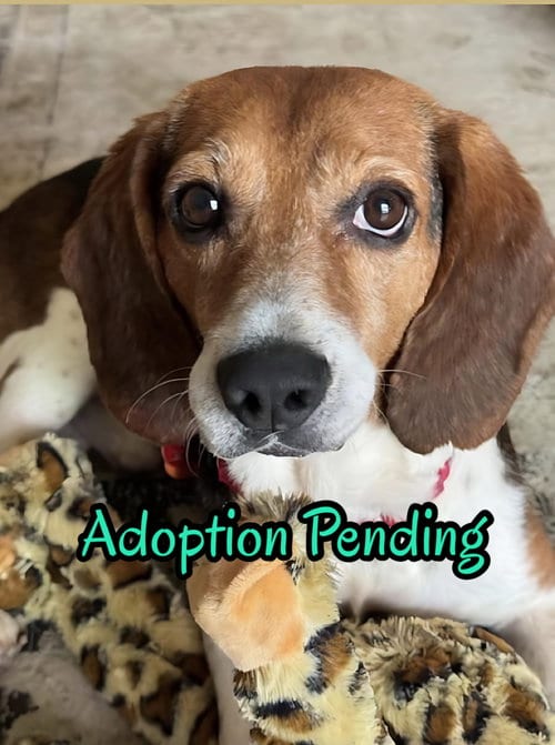 Photo of Chip V, adoptable Beagle in Dunnellon, Florida