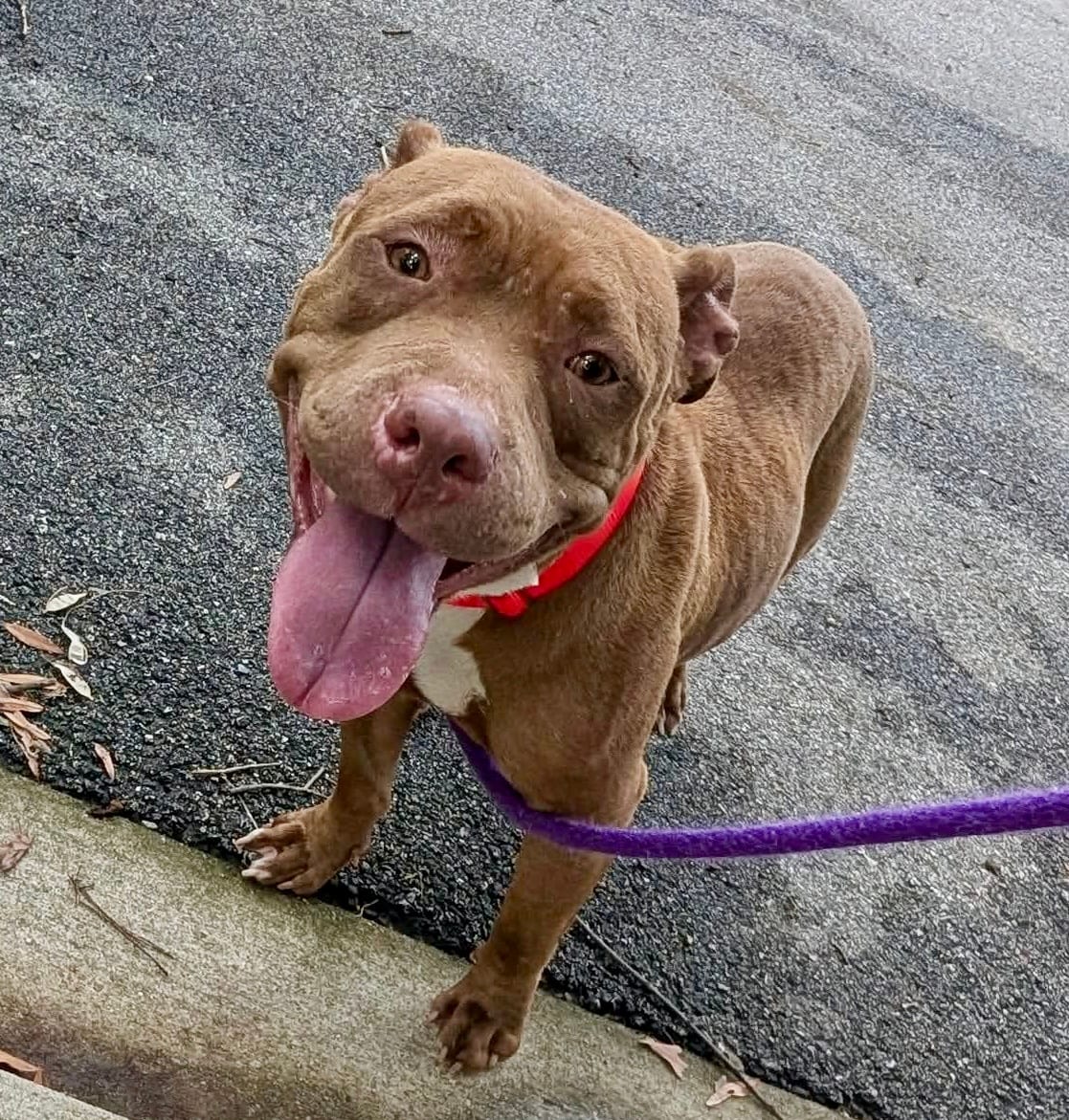 Photo of Cheesecake, adoptable dog in Baltimore, Maryland