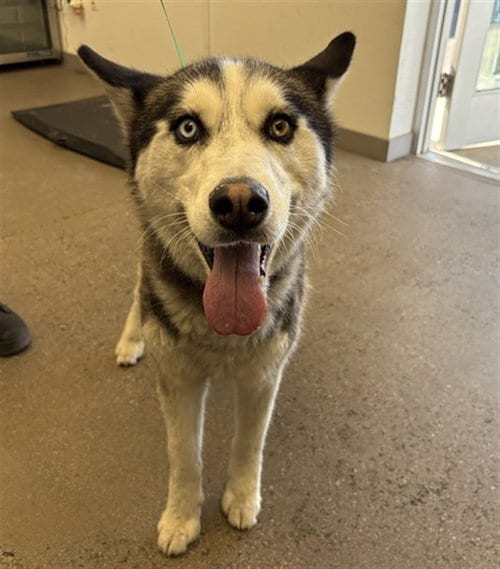 Photo of Coco, adoptable Siberian Husky in Mesa, Arizona