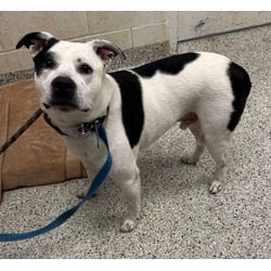 Photo of Indigo, adoptable Mixed Breed (Medium) in Kansas City, Missouri