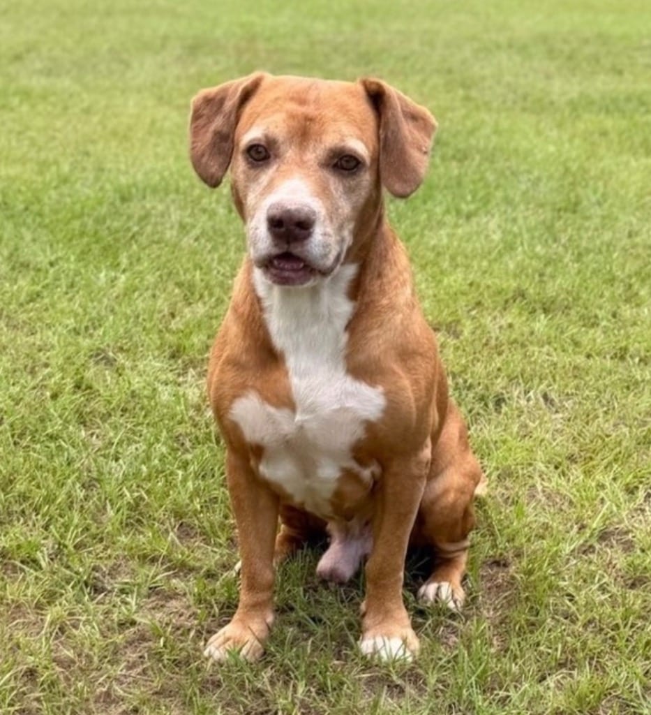 Photo of Bernie, adoptable Labrador Retriever in Bloomfield, Connecticut
