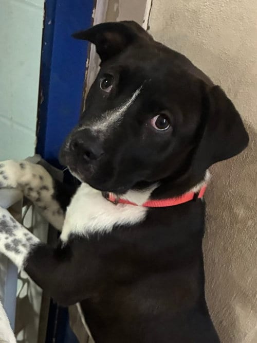 Photo of Hatha, adoptable Unknown breed / mixed in Elmsford, New York