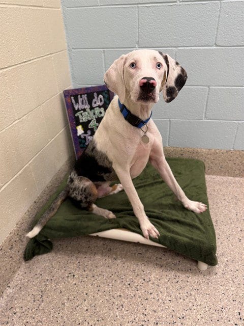 Photo of Swayze, adoptable Treeing Walker Coonhound in Brighton, Colorado