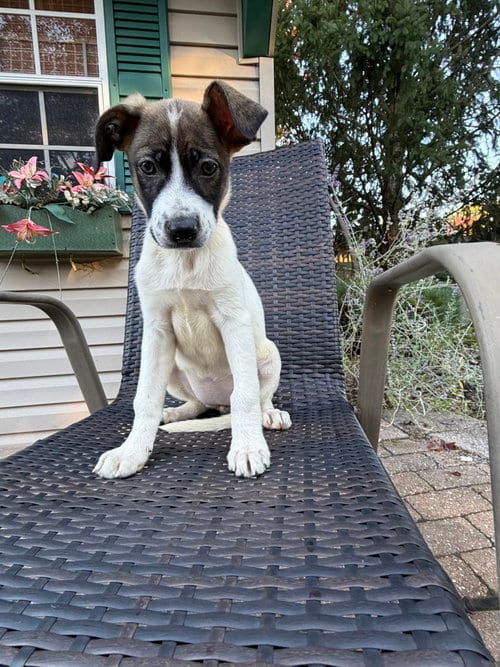 Photo of Starburst, adoptable Mountain Cur in Willingboro, New Jersey