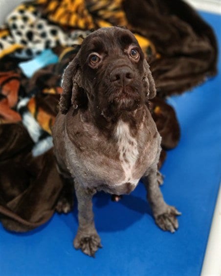 Photo of Jeycho, adoptable Cocker Spaniel in Derwood, Maryland