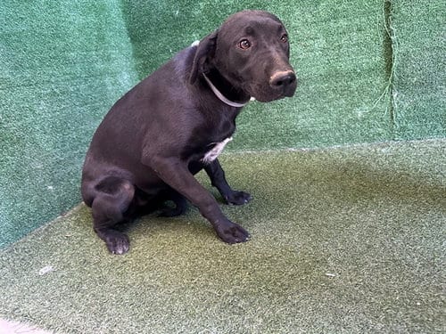 Photo of Lily, adoptable Labrador Retriever in Lancaster, California