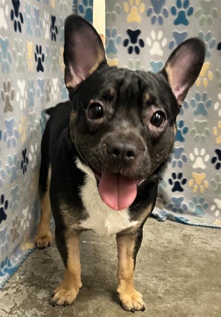 Photo of Louie, adoptable French Bulldog in Rosenberg, Texas
