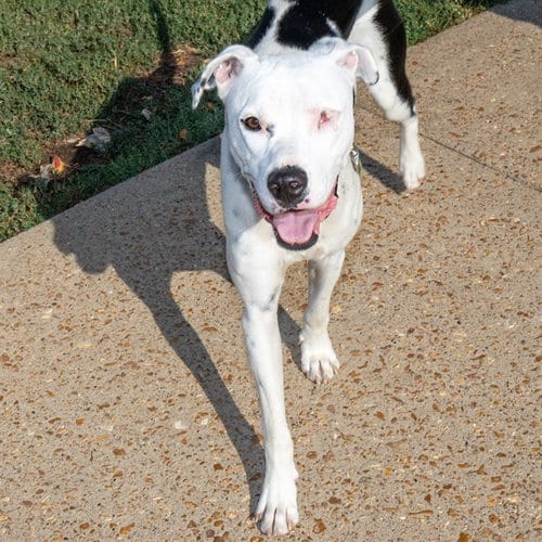 Photo of Nymeria, adoptable Pointer in St Louis, Missouri