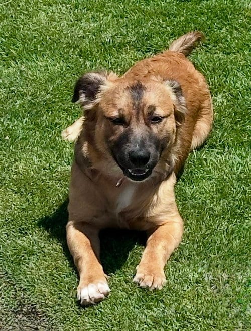 Photo of Big Nate, adoptable Terrier in San Diego, California