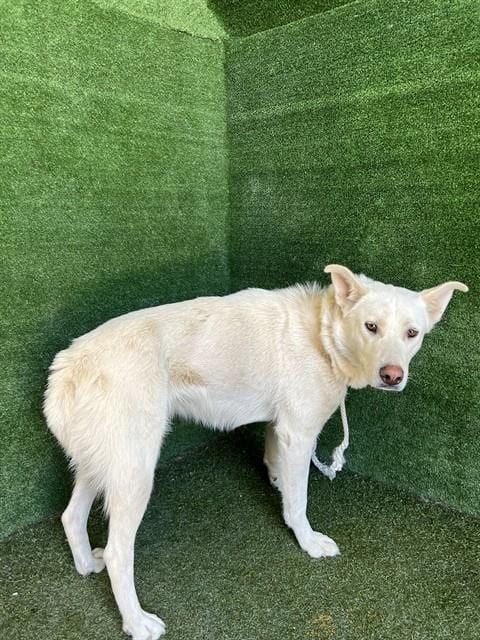 Photo of Tun Tun Chino, adoptable Siberian Husky in Lancaster, California