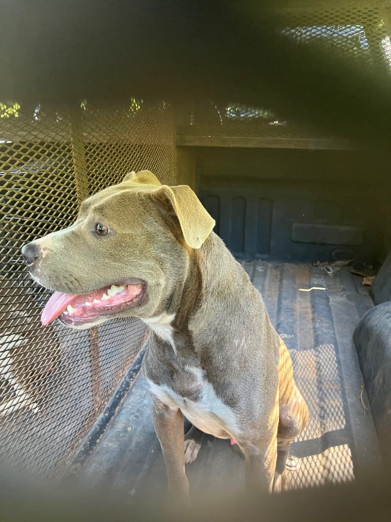Photo of Harley - needs assessment then available, adoptable American Staffordshire Terrier in Chickamauga, Georgia