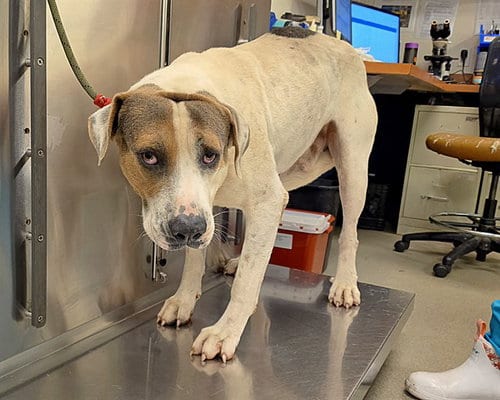 Photo of Titan, adoptable Anatolian Shepherd in Miami, Florida
