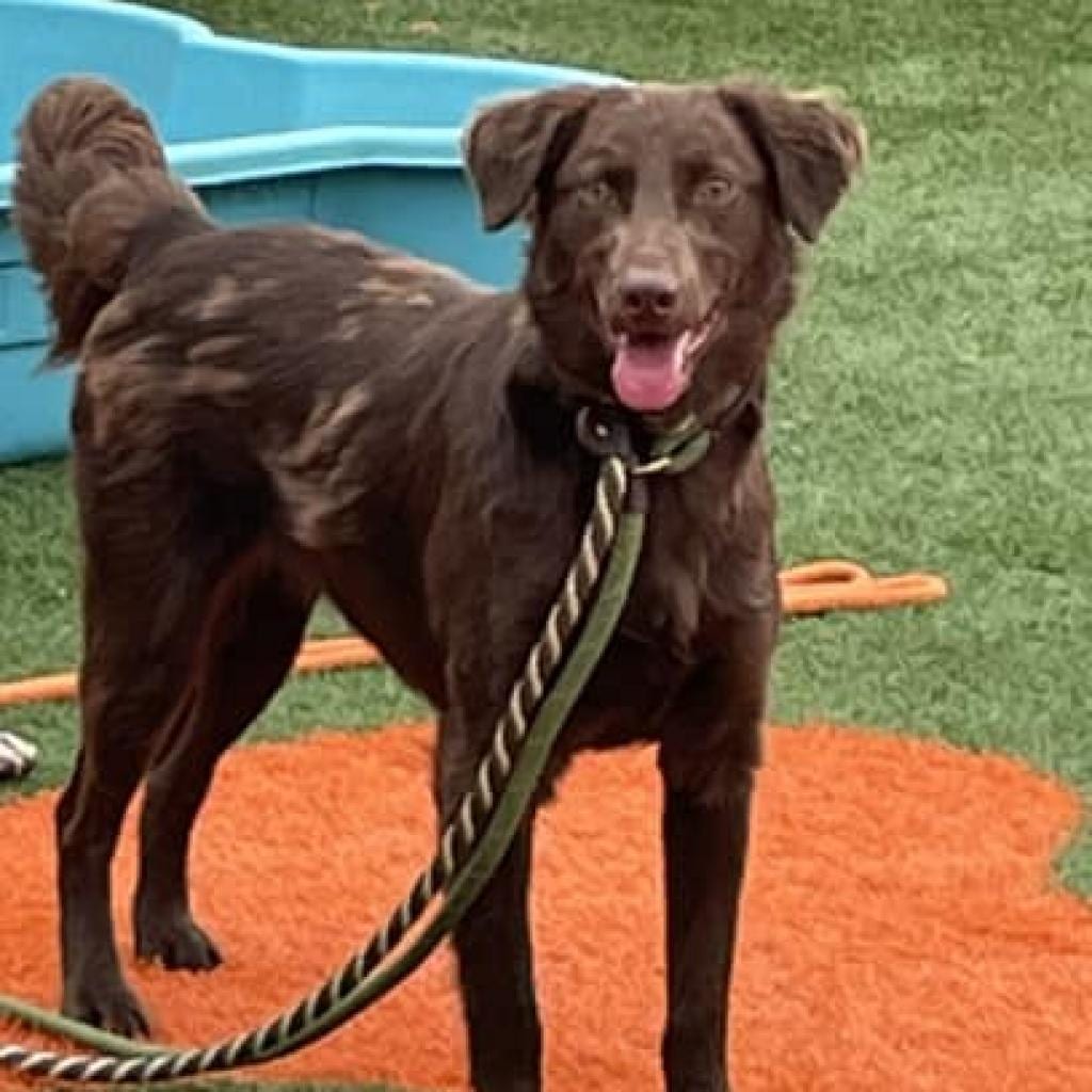 Photo of Aspen, adoptable Mixed Breed (Medium) in St. Louis, Missouri