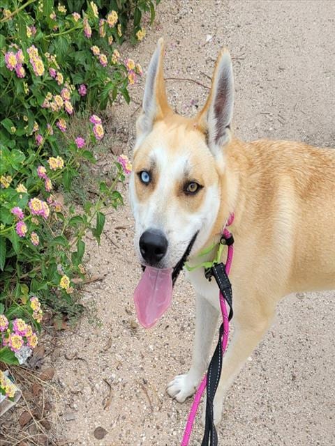Photo of Jesse James, adoptable dog