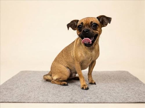 Photo of Luna, adoptable Chihuahua in San Pedro, California