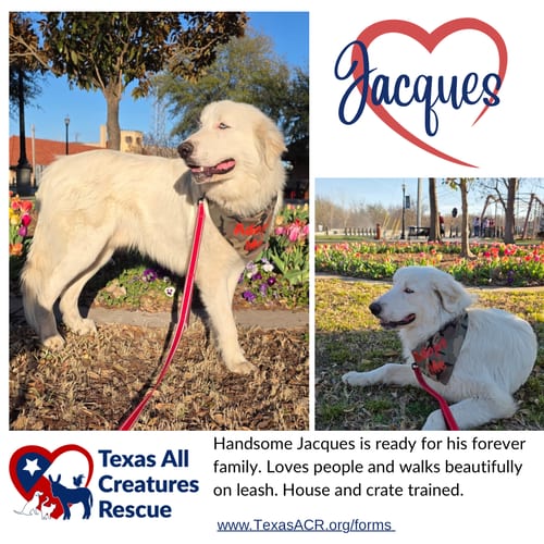 Photo of Jacques, adoptable Great Pyrenees in Lillian, Texas