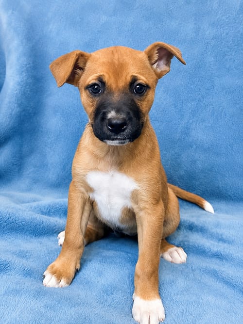 Photo of Bell (f), adoptable Pit Bull Terrier in Nashville, Tennessee