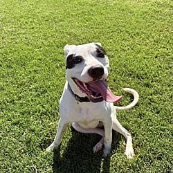 Photo of Stevie, adoptable American Pit Bull Terrier in East Hartford, Connecticut