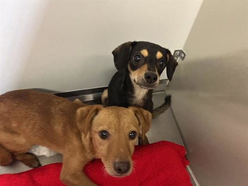 Photo of Flora, adoptable Chihuahua in Modesto, California