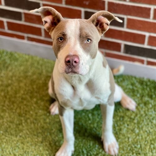 Photo of Doja, adoptable American Pit Bull Terrier in Edmond, Oklahoma