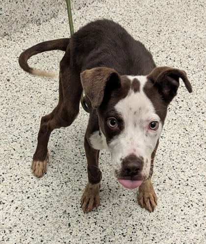 Photo of Hollywood, adoptable dog in Atlanta, Georgia