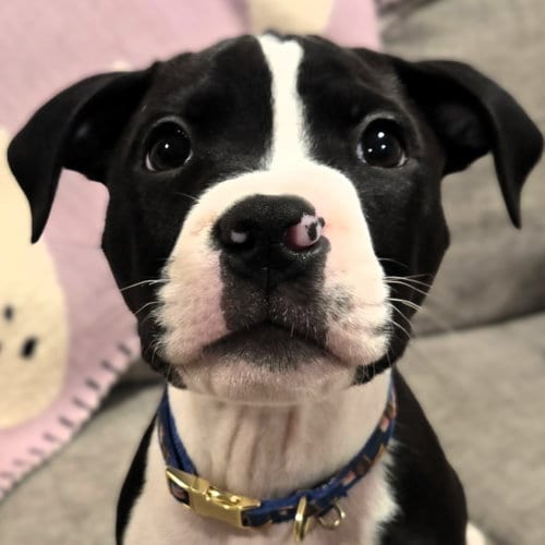 Photo of Salem, adoptable Pit Bull Terrier in Framingham, Massachusetts