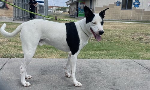 Photo of Dipper, adoptable Labrador Retriever in Corpus Christi, Texas